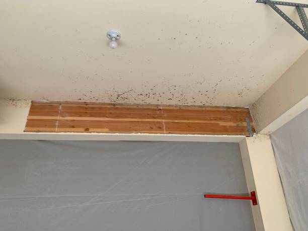 Mold Remediation for Vacation Homes in Tremonton, UT